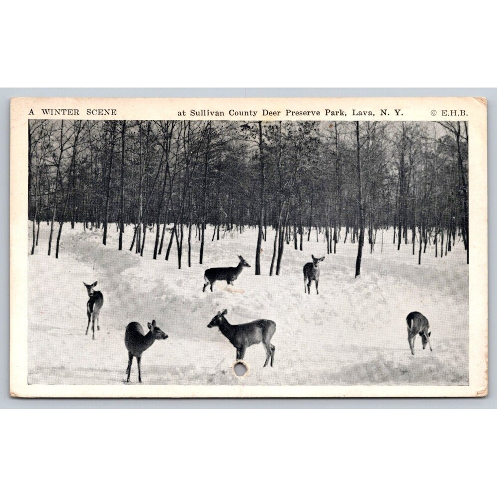 Vintage Postcard Sullivan County Deer Preserve Park Lava NY Winter Scene E.H.B.